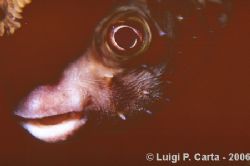 Psssst... come here... Funny porcupine in Marsa Alam. Can... by Luigi Carta 